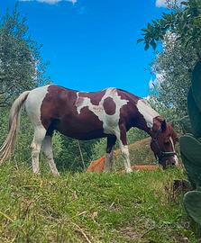 Cavallo