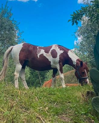 Cavallo