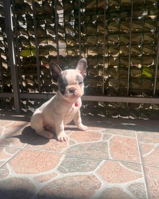 Cucciolo di bulldog francese