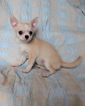 Splendida cucciola chihuahua, allevamento enci