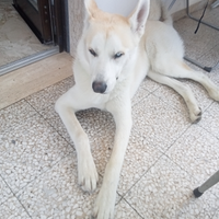 Amanti animali