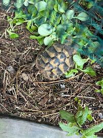 Tartarughe di terra regolarmente registrate