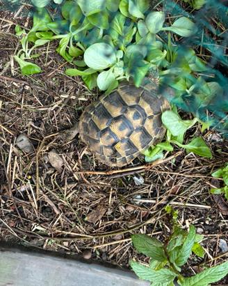 Tartarughe di terra regolarmente registrate