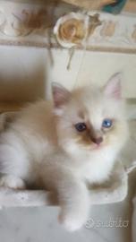 Gattino occhi blu 
