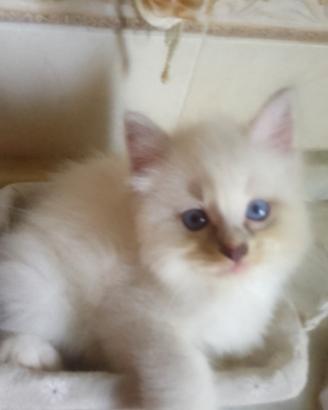 Gattino occhi blu 