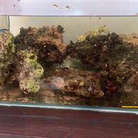 Acquario tropicale roccia viva