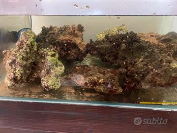 Acquario tropicale roccia viva