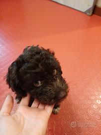 Lagottina di pochi mesi