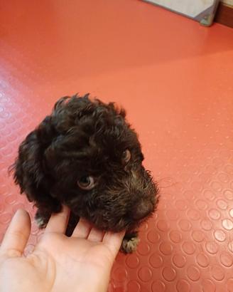 Lagottina di pochi mesi