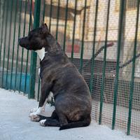 Amstaff femmina adulta