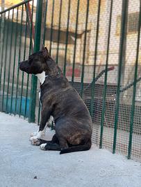 Amstaff femmina adulta