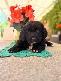 Cucciola incrocio bovaro Bernese