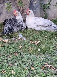 Pollastri Bresse grigio