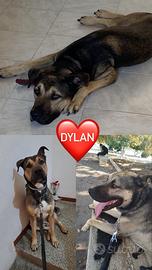 Incrocio Pastore Tedesco e Amstaff