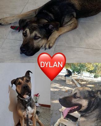 Incrocio Pastore Tedesco e Amstaff