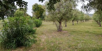 Oliveto