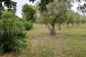 Oliveto