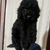 Cucciolo di barboncino