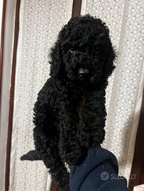 Cucciolo di barboncino