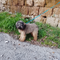 Barboncina pelo folto