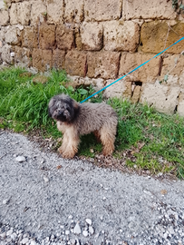 Barboncina pelo folto