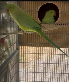 Parrocchetti dal collare