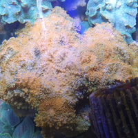 Corallo ricordea su roccia viva