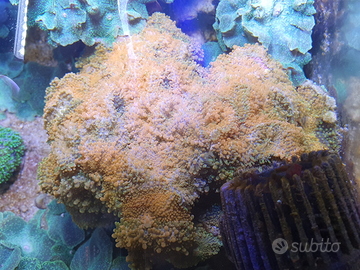 Corallo ricordea su roccia viva