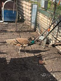 Pavone maschio di 8 mesi