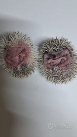 Riccio africano albiventrix