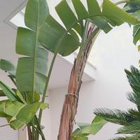 strelitzia nicolai