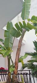 strelitzia nicolai
