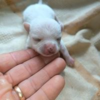 Piccoli chihuahua Toy