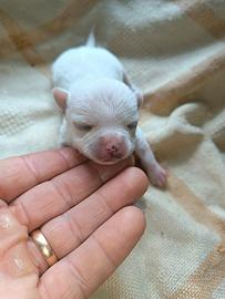 Piccoli chihuahua Toy