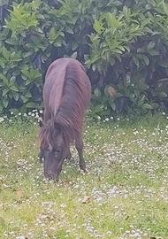 Mini pony