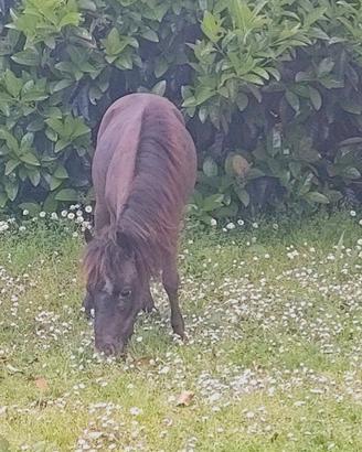 Mini pony