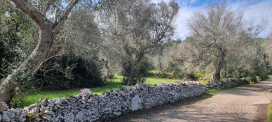 Terreno Uliveto Pagliara e Grotta a Calimera