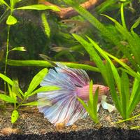 Pesce betta halfmoon dumbo