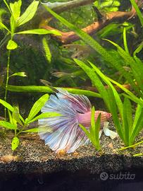 Pesce betta halfmoon dumbo