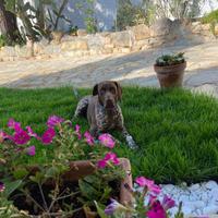 Kurzaar maschio disponibile per accoppiamento