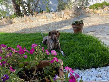 Kurzaar maschio disponibile per accoppiamento