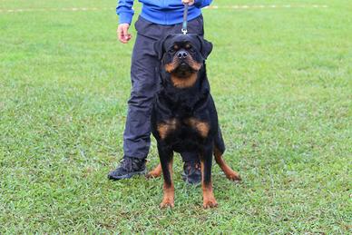 Cuccioli di rottweiler