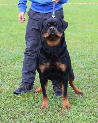 Cuccioli di rottweiler