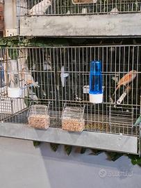 Coppia di canarini mosaico rosso