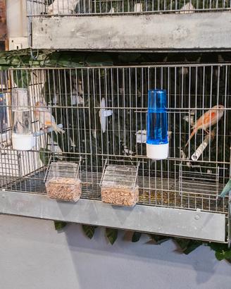 Coppia di canarini mosaico rosso