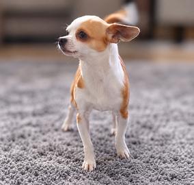 Chihuahua femmina per accoppiamento