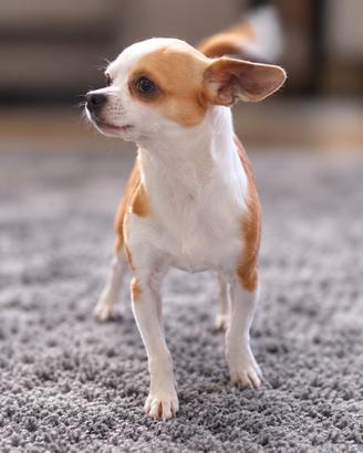 Chihuahua femmina per accoppiamento