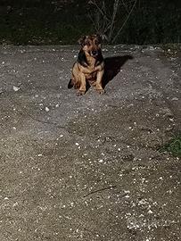 Cane meticcio