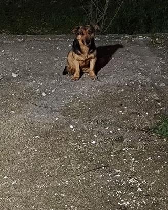 Cane meticcio
