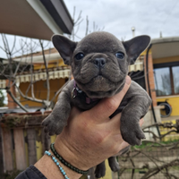 Cuccioli bulldog francese